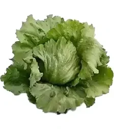 Насіння салату Айс сіркл, п.о. 5 тис. насінин (Syngenta)