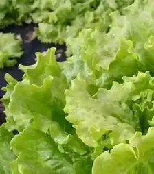 Насіння салату Афіціон, п.о. 1 тис. насінин (Rijk Zwaan)