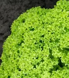 Насіння салату Біондонна, п.о. 5 тис. насінин (Bejo)