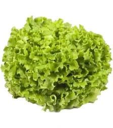 Семена салата Отели, п.е. 1 тыс. семян (Rijk Zwaan)
