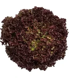 Семена салата Уилбур, п.е. 5 тыс. семян (Rijk Zwaan)