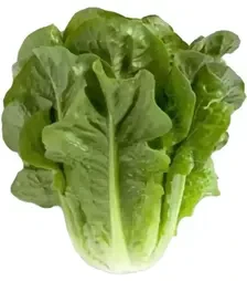 Семена салата Клаудиус, п.е. 1 тыс. семян (Rijk Zwaan)