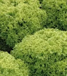 Насіння салату Левістро, п.о. 1 тис. насінин (Rijk Zwaan)