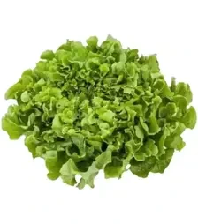 Насіння салату Анконі, п.о. 1 тис. насінин (Rijk Zwaan)