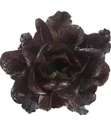 Насіння салату Турінус, п.о. 1 тис. насінин (Rijk Zwaan)