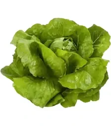 Семена салата Викторинус, п.е. 1 тыс. семян (Rijk Zwaan)