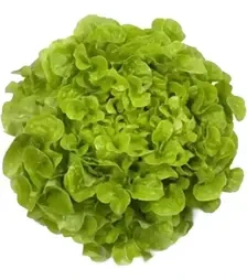 Семена салата Кириния, п.е. 1 тыс. семян (Rijk Zwaan)