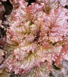 Семена салата Орбитал, п.е. 1 тыс. семян (Rijk Zwaan)