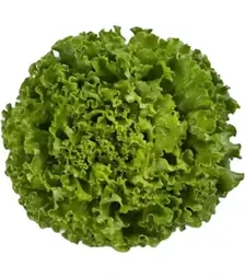 Семена салата Патишн, п.е. 1 тыс. семян (Rijk Zwaan)