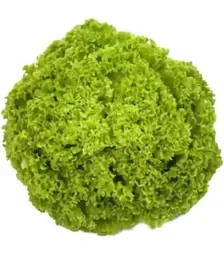 Семена салата Алеппо, п.е. 1 тыс. семян (Rijk Zwaan)