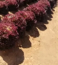 Насіння салату Кавернет, п.о. 1 тис. насінин (Rijk Zwaan)