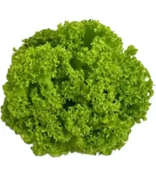 Семена салата Лозано, п.е. 1 тыс. семян (Rijk Zwaan)