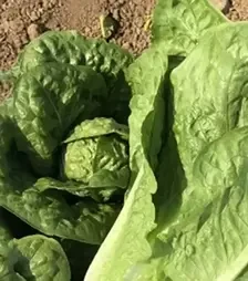 Насіння салату Кілнсей F1, п.о. 1 тис. насінин (Enza Zaden)