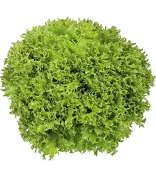 Насіння салату Експедішн, п.о. 1 тис. насінин (Rijk Zwaan)