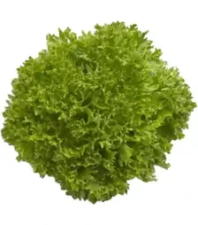 Насіння салату Експертайз, п.о. 1 тис. насінин (Rijk Zwaan)