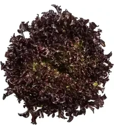 Насіння салату Кодекс, п.о. 1 тис. насінин (Rijk Zwaan)