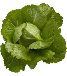 Семена салата Крунчита, п.е. 1 тыс. семян (Rijk Zwaan)