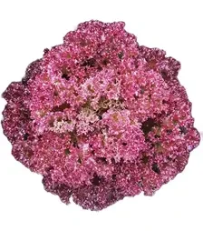 Семена салата Кримсон, 1 кг (Moravoseed)