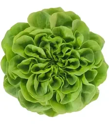 Семена салата Аквино, п.е. 1 тыс. семян (Rijk Zwaan)