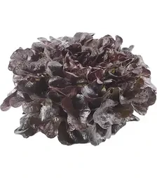 Насіння салату Ксандра, п.о. 1 тис. насінин (Rijk Zwaan)