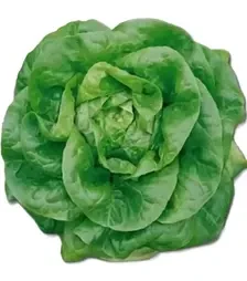 Насіння салату Мона, 500 г (Коуел)