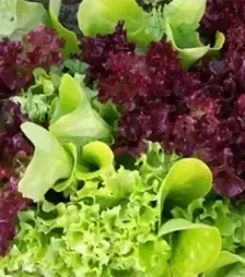 Семена салата Примавера, 500 г (Коуэлл)