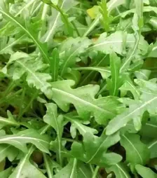 Семена салата Уайлд рокет, 500 г (Коуэлл)