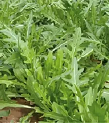 Насіння салату Тріція, п.о. 1 млн. насінин (Enza Zaden)