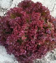 Насіння салату Азірка, п.о. 5000 насінин (Vitalis)