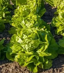 Семена салата Аналотта, п.е. 1 тыс. семян (Enza Zaden)