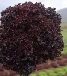 Семена салата Бахус, п.е. 1 тыс. семян (Hazera)