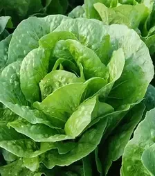 Семена салата Бацио, п.е. 1 тыс. семян (Enza Zaden)