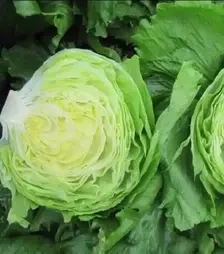 Насіння салату Глендана, п.о. 1 тис. насінин (Enza Zaden)