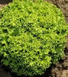 Насіння салату Ілема, п.о. 1 тис. насінин (Vitalis)