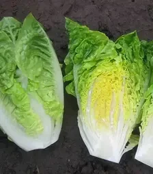 Семена салата Ксамена, п.е. 5000 семян (Vitalis)