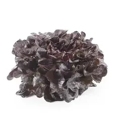 Насіння салату Ксандра, п.о. 5000 насінин (Rijk Zwaan)