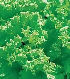 Семена салата Лолло Бионда, 500 г (Коуэлл)