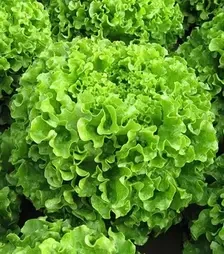 Насіння салату Меліна, п.о. 1 тис. насінин (Enza Zaden)