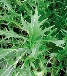 Насіння салату Мізуна зелена, 500 г (Hortus)