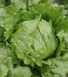 Семена салата Робинсон, п.е. 5000 семян (Hazera)