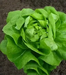 Семена салата Ферли, и.о. 5000 семян (Vitalis)