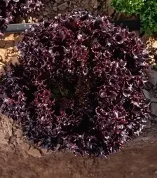 Семена салата Акане, п.е. 1 тыс. семян (Enza Zaden)