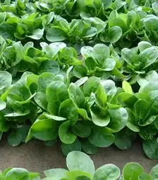 Семена салата Акцент, п.е. 100 тыс. семян (Enza Zaden)