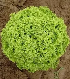 Семена салата Бартимер, п.е. 5 тыс. семян (Nunhems)