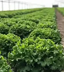 Семена салата Кюрли, и.о. 1 тыс. семян (Yuksel Tohum)