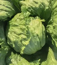 Семена салата Бизнес, п.е. 5 тыс. семян (Bejo)