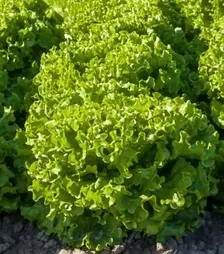 Насіння салату Авеледа, п.о. 1 тис. насінин (Enza Zaden)