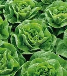 Семена салата Брайтон, п.е. 5 тыс. семян (Enza Zaden)