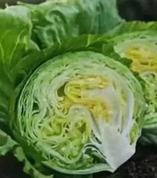 Семена салата Висмар, п.е. 1 тыс. семян (Hazera)