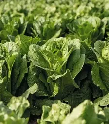 Насіння салату Адікамп, п.о. 1 тис. насінин (Enza Zaden)